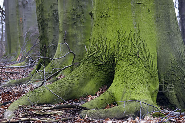 Rot-Buche (Fagus sylvatica)