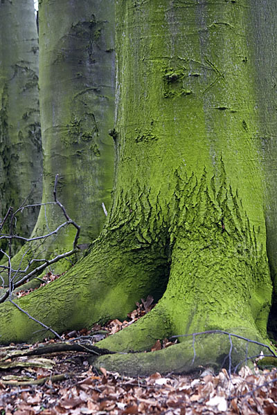 Rot-Buche (Fagus sylvatica)