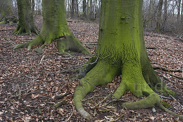 Rot-Buche (Fagus sylvatica)