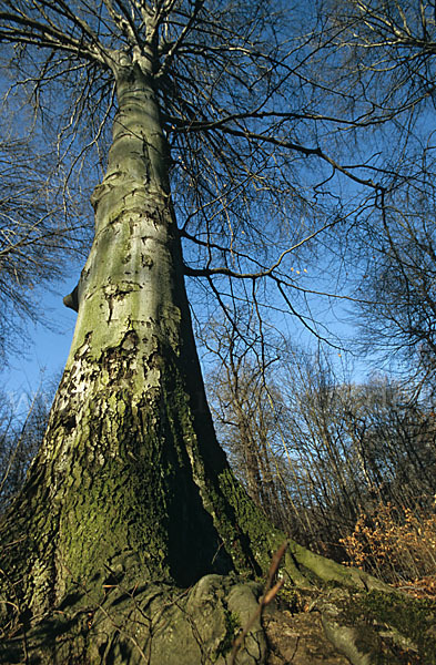 Rot-Buche (Fagus sylvatica)