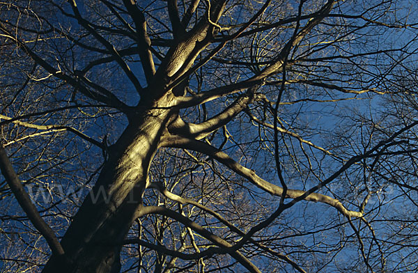 Rot-Buche (Fagus sylvatica)