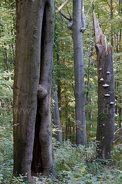 Rot-Buche (Fagus sylvatica)