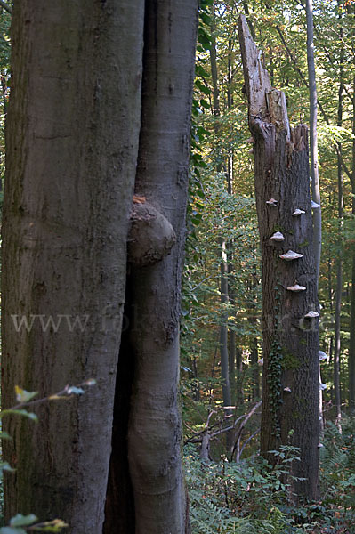 Rot-Buche (Fagus sylvatica)