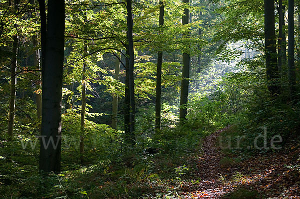 Rot-Buche (Fagus sylvatica)