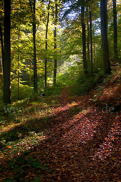 Rot-Buche (Fagus sylvatica)