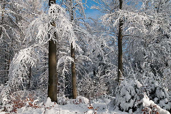 Rot-Buche (Fagus sylvatica)