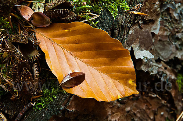 Rot-Buche (Fagus sylvatica)