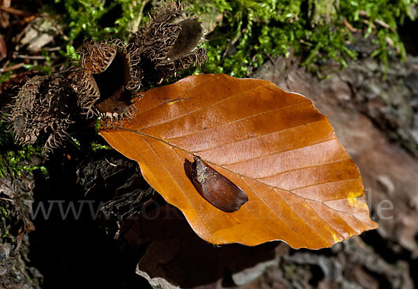 Rot-Buche (Fagus sylvatica)