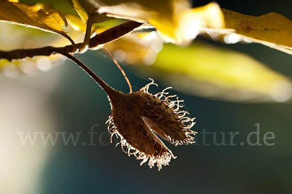 Rot-Buche (Fagus sylvatica)