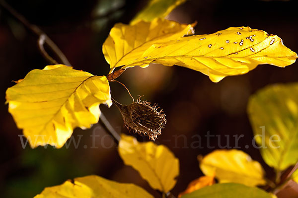 Rot-Buche (Fagus sylvatica)