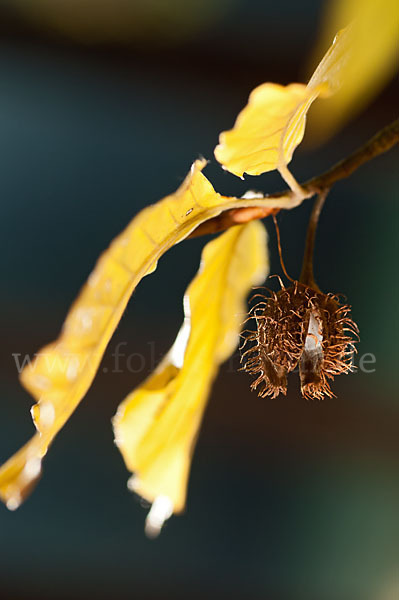 Rot-Buche (Fagus sylvatica)