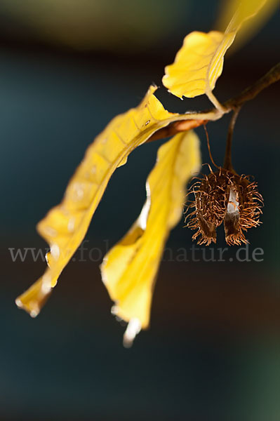 Rot-Buche (Fagus sylvatica)