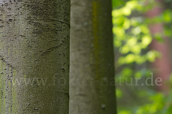 Rot-Buche (Fagus sylvatica)