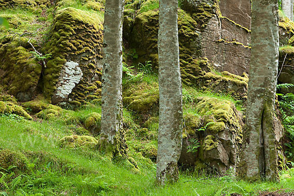 Rot-Buche (Fagus sylvatica)