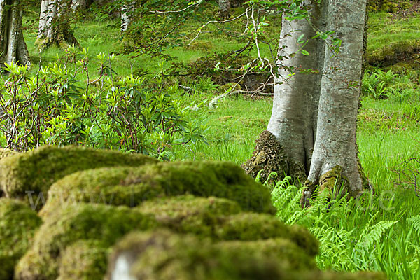 Rot-Buche (Fagus sylvatica)