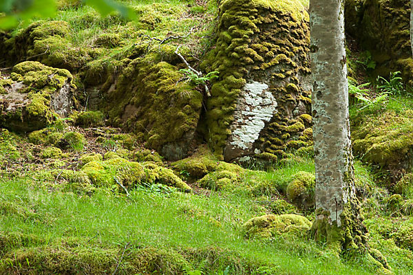 Rot-Buche (Fagus sylvatica)