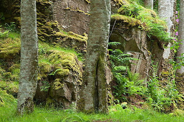 Rot-Buche (Fagus sylvatica)