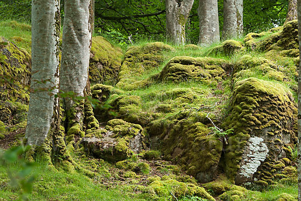 Rot-Buche (Fagus sylvatica)