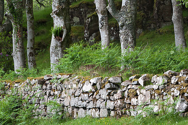 Rot-Buche (Fagus sylvatica)