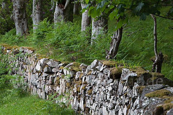 Rot-Buche (Fagus sylvatica)