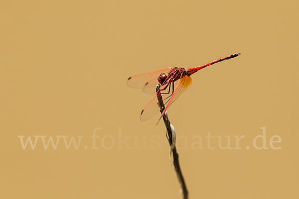 Rotader-Sonnenzeiger (Trithemis arteriosa)