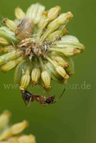 Rotbärtige Sklavenameise (Formica rufibarbis)