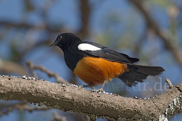 Rotbauchschmätzer (Thamnolaea cinnamomeiventris)