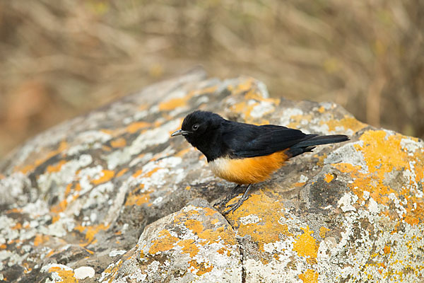 Rotbauchschmätzer (Thamnolaea cinnamomeiventris)