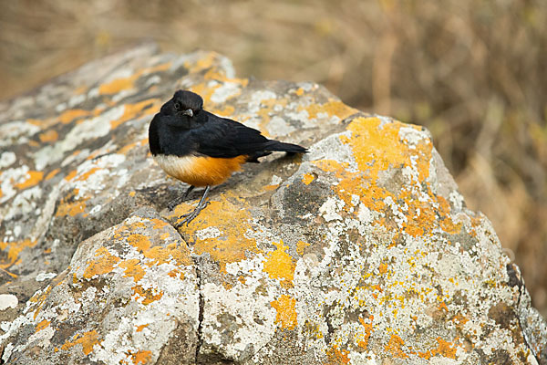 Rotbauchschmätzer (Thamnolaea cinnamomeiventris)