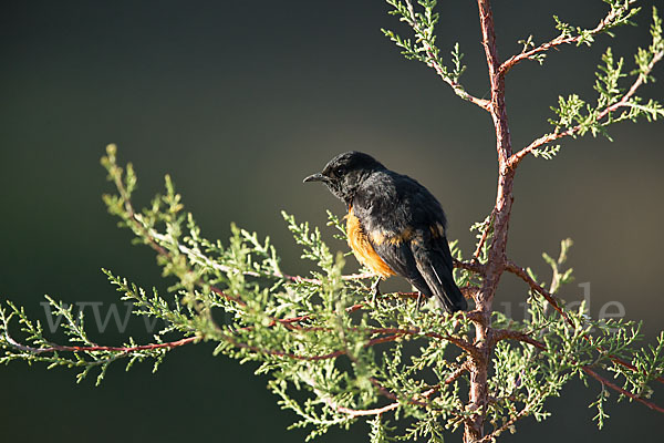 Rotbauchschmätzer (Thamnolaea cinnamomeiventris)