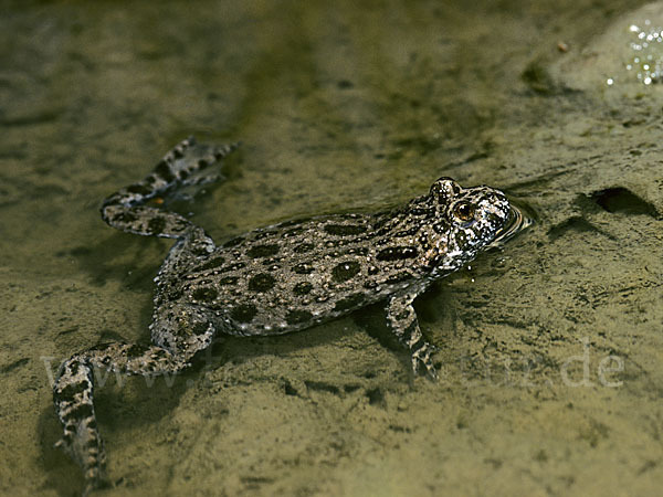 Rotbauchunke (Bombina bombina)