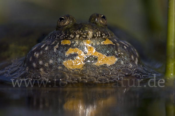 Rotbauchunke (Bombina bombina)