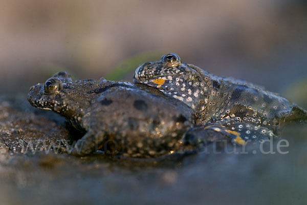 Rotbauchunke (Bombina bombina)