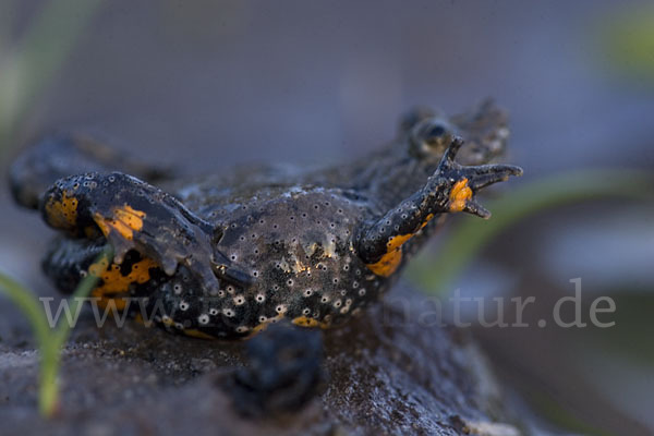 Rotbauchunke (Bombina bombina)