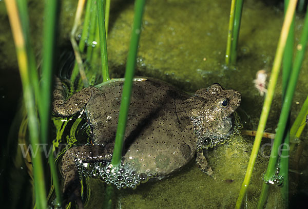 Rotbauchunke (Bombina bombina)