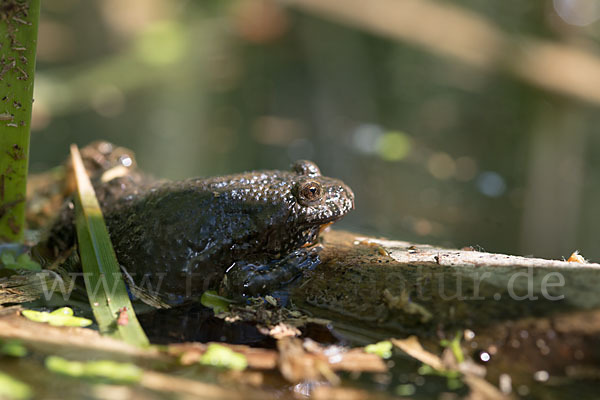 Rotbauchunke (Bombina bombina)