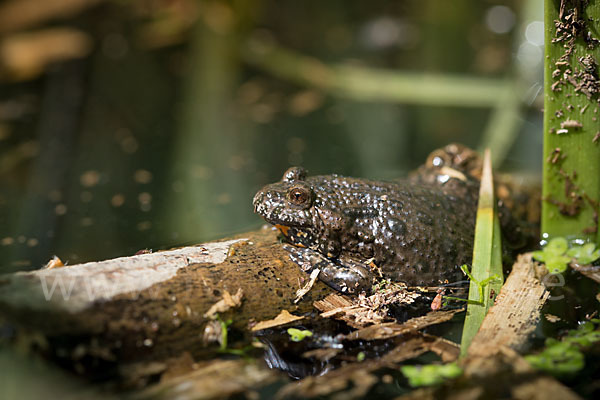 Rotbauchunke (Bombina bombina)