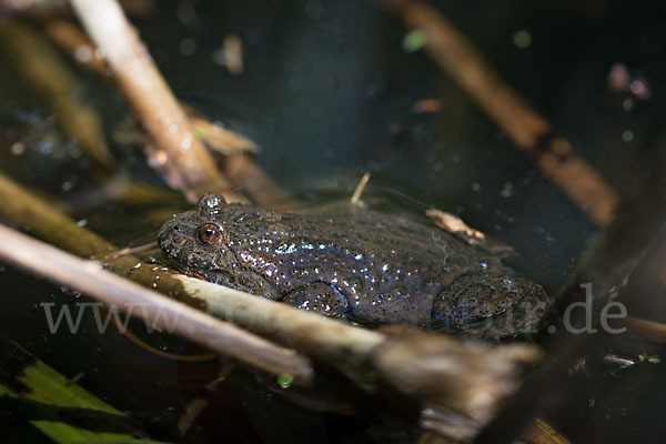 Rotbauchunke (Bombina bombina)