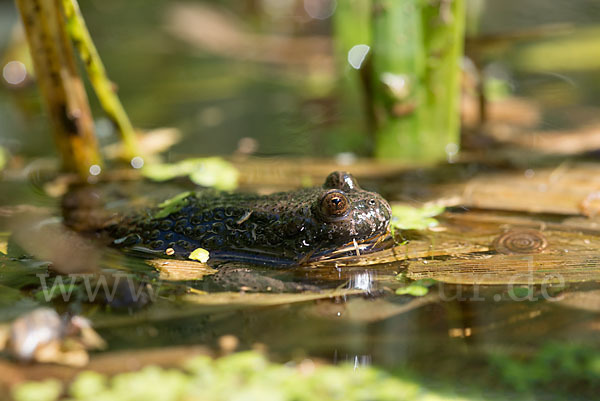 Rotbauchunke (Bombina bombina)