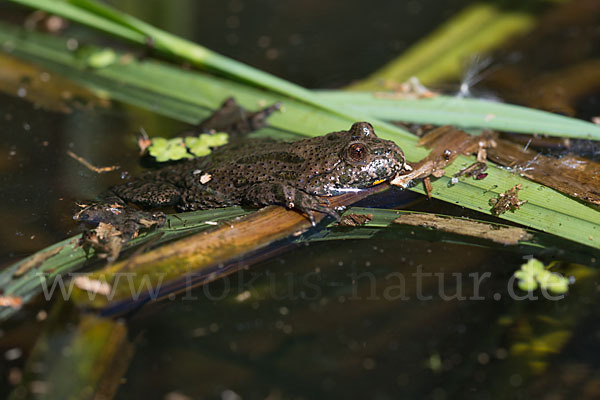 Rotbauchunke (Bombina bombina)