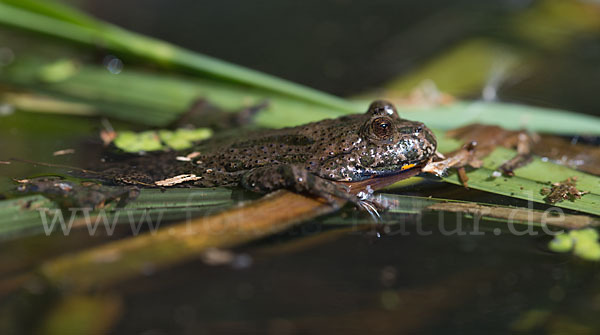 Rotbauchunke (Bombina bombina)