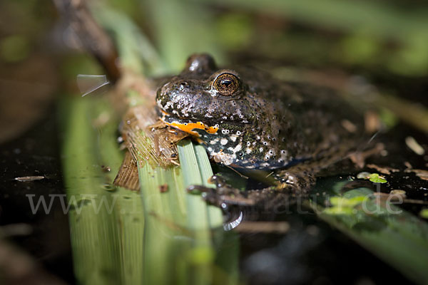 Rotbauchunke (Bombina bombina)