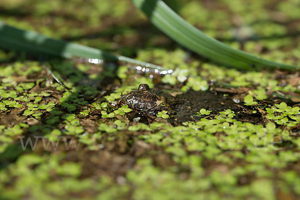 Rotbauchunke (Bombina bombina)