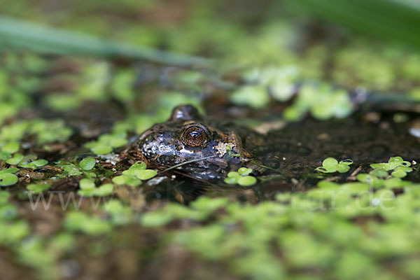 Rotbauchunke (Bombina bombina)