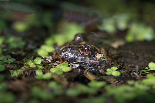 Rotbauchunke (Bombina bombina)