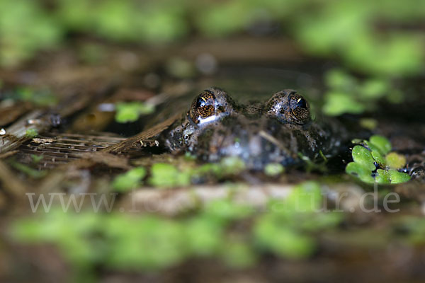 Rotbauchunke (Bombina bombina)