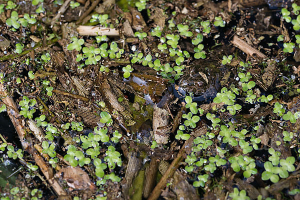 Rotbauchunke (Bombina bombina)