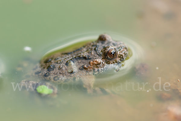 Rotbauchunke (Bombina bombina)