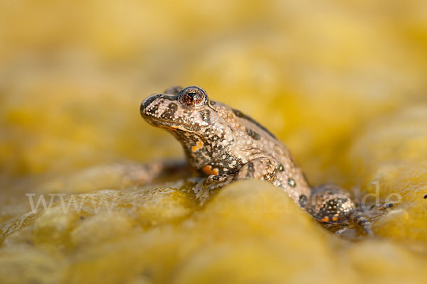 Rotbauchunke (Bombina bombina)