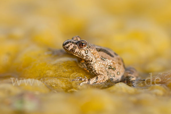 Rotbauchunke (Bombina bombina)